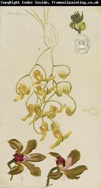 William Hays Three Orchids